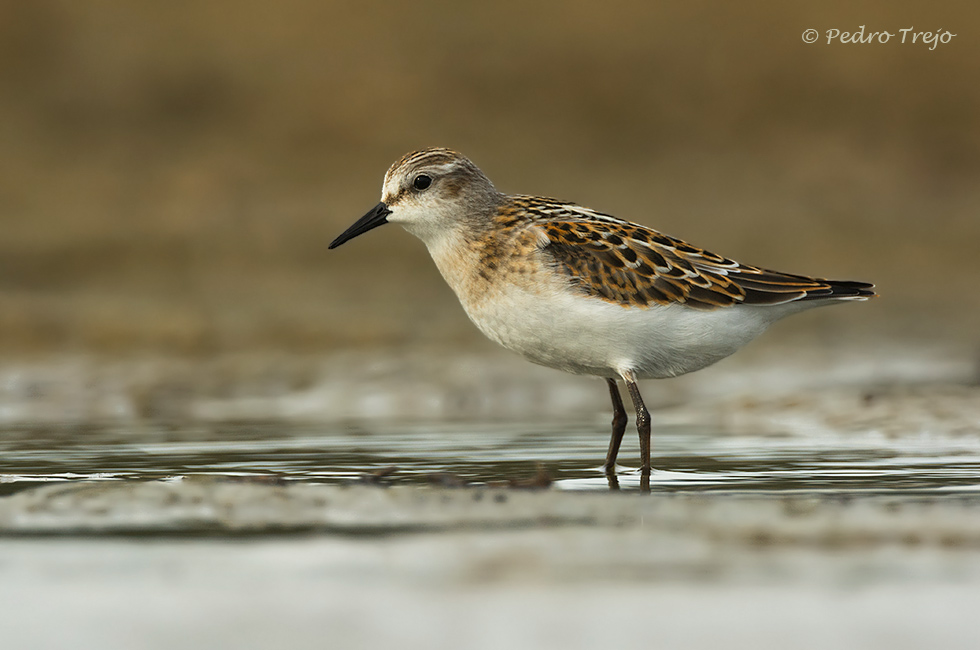 Correlimos menudo (Calidris minuta)